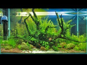 1,5 месяца (08.04.11)