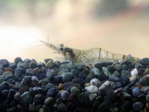 Leander paucidens.jpg