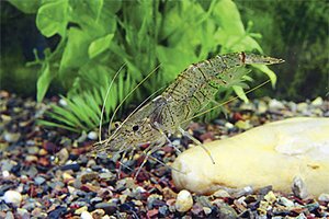 palaemonetes_sinensis 3.jpg