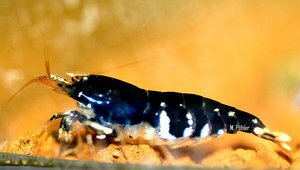 Midnight Prince 1.jpg