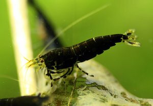 Mitternachts Prinzen.jpg