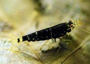 Mitternachts Prinzen 2.jpg