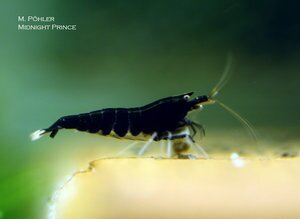 Midnight Prince черный.jpg