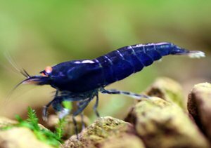 Черный Blue Tiger OE.jpg