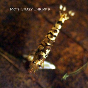 Mo’s Crazy Shrimps 1.jpg