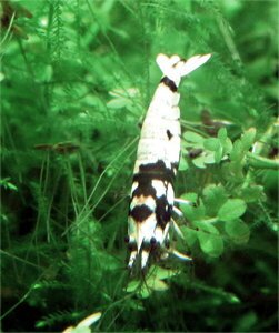 Попурри 1.jpg