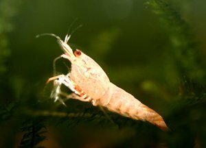 Фламинго 3.jpg