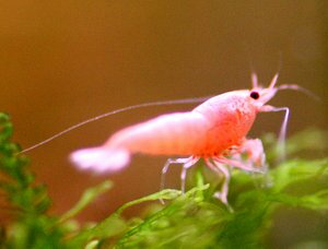 Фламинго 2.jpg