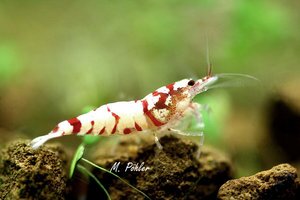 белый тигр 2.jpg