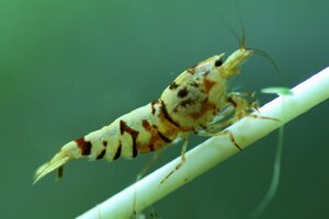 белый тигр.jpg