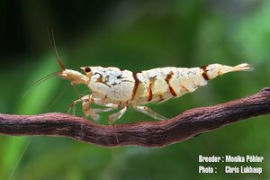 Сноу тигр.jpg