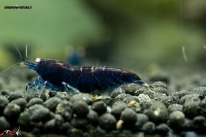 Blue tiger deep blue 4.jpg