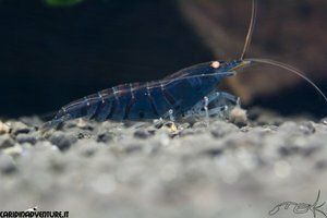 Blue tiger deep blue 2.jpg