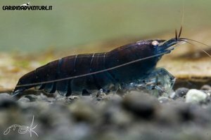 Blue tiger deep blue 1.jpg