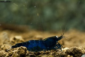 Blue di Prussia 4.jpg