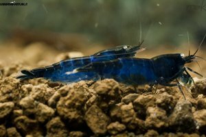 Blue di Prussia 3.jpg