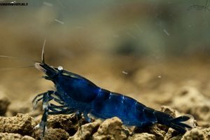 Blue di Prussia 2.jpg