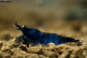 Blue di Prussia 1.jpg