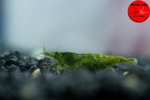 Heteropoda Green 3.jpg