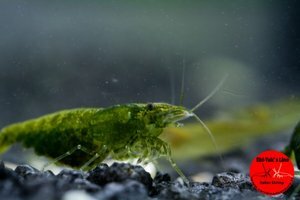 Heteropoda Green 2.jpg