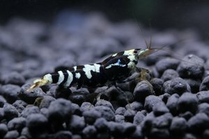 Тигр и ТБС 3.jpg