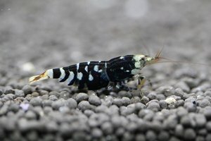 Тигр и ТБС 1.jpg