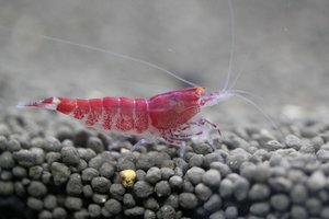 Красный Тигр.jpg