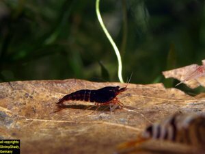 shrimpshady_19 !!!.jpg