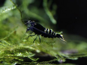 селекция 4.jpg