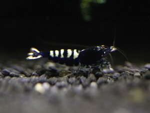 селекция 3.jpg