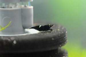 призер конг.jpg