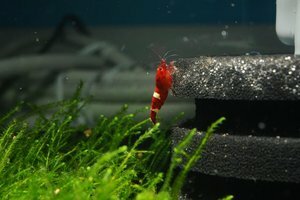 призер рубин.jpg