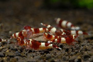 красное вино 2.jpg