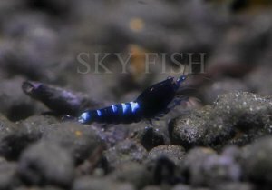 конг или ВТ 2.jpg