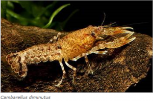 Cambarellus diminutus.png