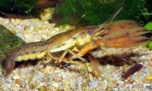 Procambarus acanthophorus.jpg