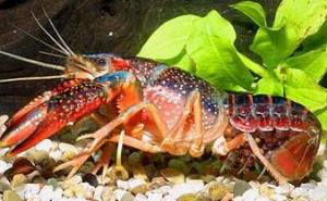 Procambarus clarkii.png