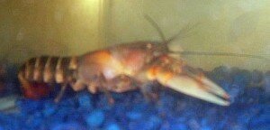 Cherax papuanus.jpeg