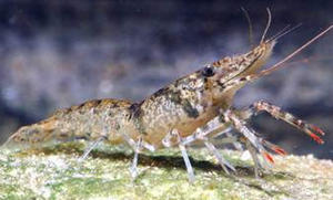 Orconectes lancifer.png