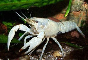 Procambarus clarkii sp.png