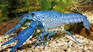 Procombarus alleni.png